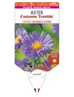 ASTER novi-belgii Eventide voir ASTER d'automne