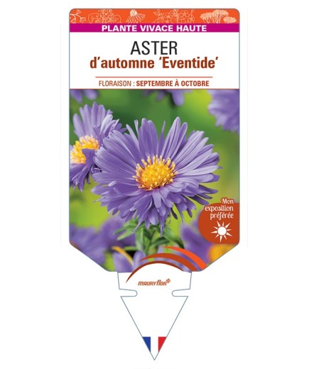 ASTER novi-belgii Eventide voir ASTER d'automne