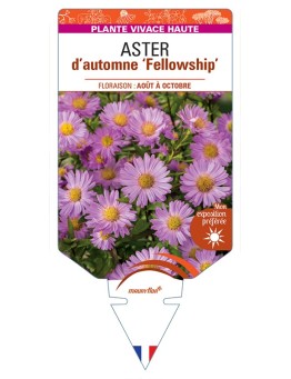ASTER novi-belgii Fellowship voir ASTER d'automne