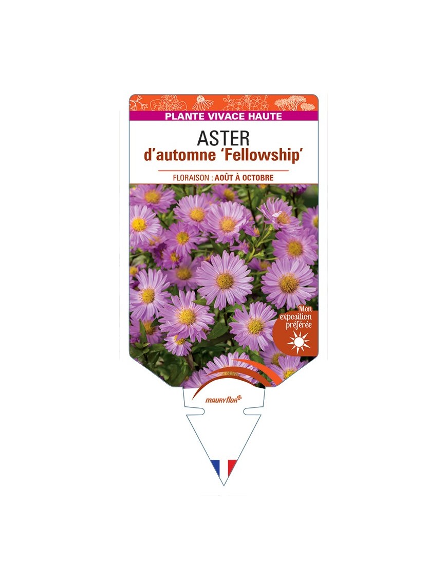 ASTER novi-belgii Fellowship voir ASTER d'automne