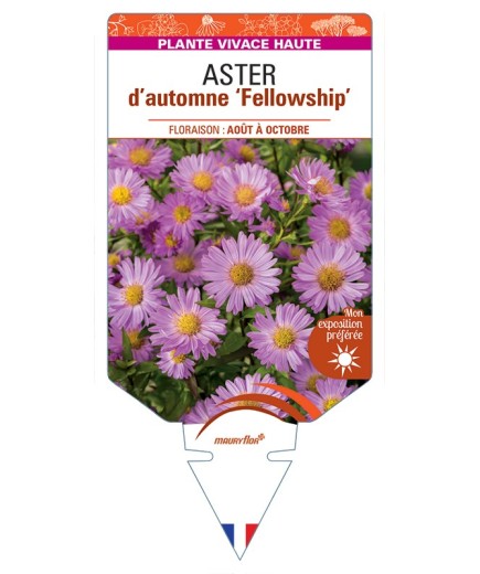ASTER novi-belgii Fellowship voir ASTER d'automne