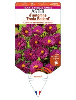 ASTER novi-belgii Freda Ballard voir ASTER d'automne