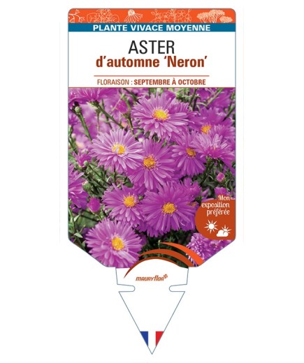ASTER novi-belgii Neron voir ASTER d'automne