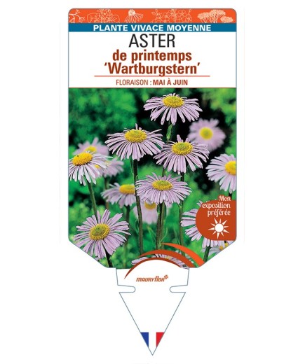 ASTER tongolensis Wartburgstern voir ASTER d'automne