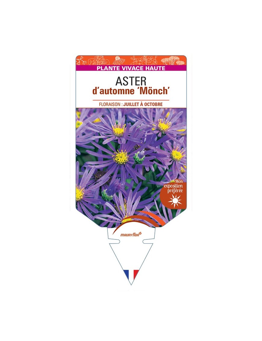 ASTER x frikartii Mönch voir ASTER d'automne