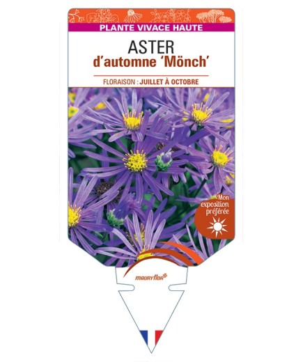 ASTER x frikartii Mönch voir ASTER d'automne
