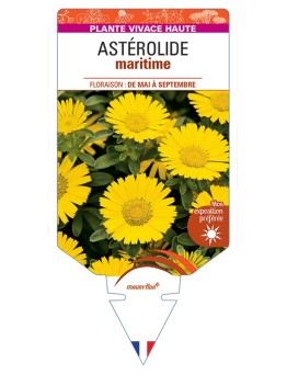 ASTERISCUS maritimus voir Astérolide maritime