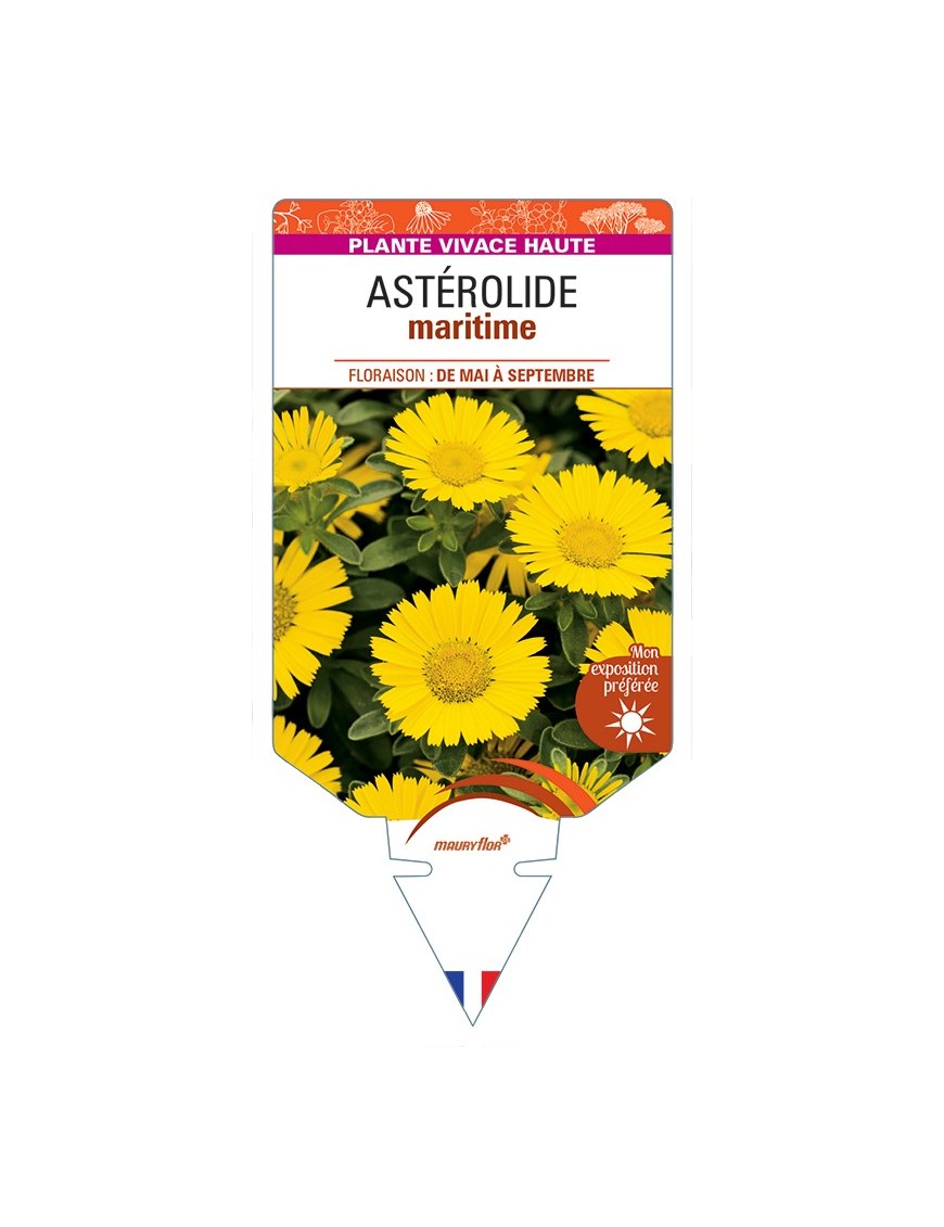 ASTERISCUS maritimus voir Astérolide maritime