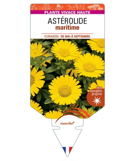 ASTERISCUS maritimus voir Astérolide maritime