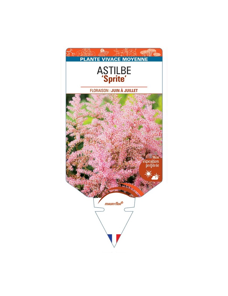 ASTIBLE (simplicifolia-Hybride) Sprite