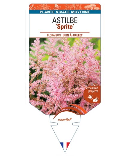 ASTIBLE (simplicifolia-Hybride) Sprite