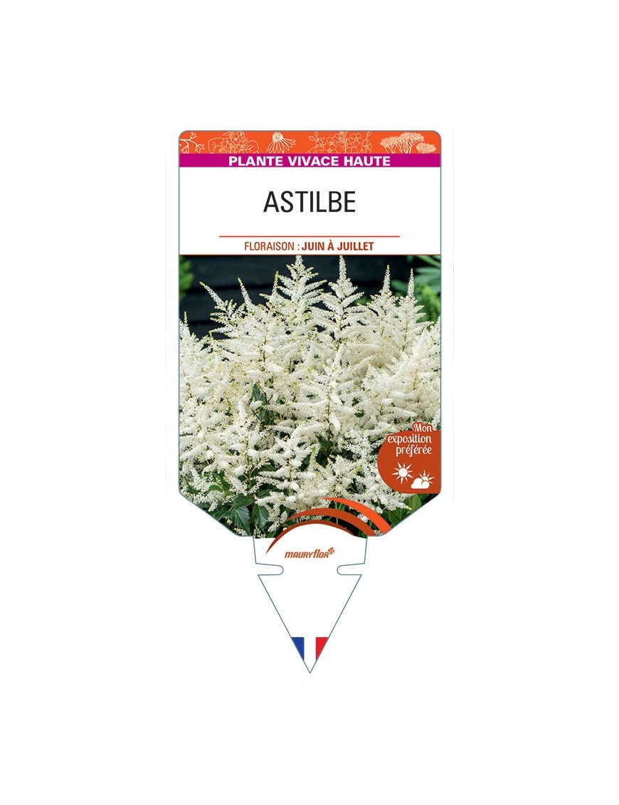 ASTILBE (arendsii blanc)