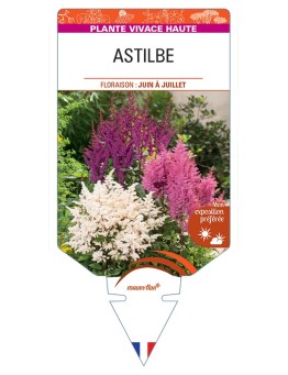 ASTILBE (arendsii varié)