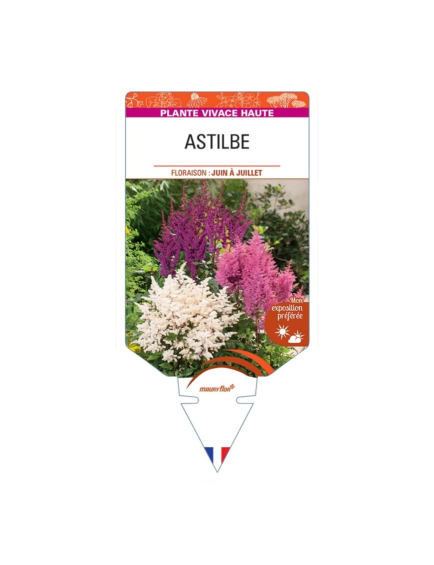 ASTILBE (arendsii varié)
