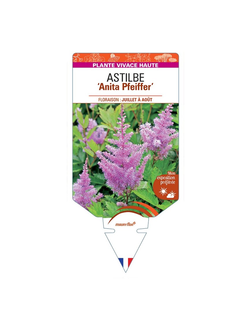 ASTILBE (arendsii-Hybride) Anita Pfeiffer