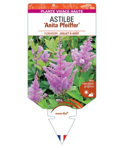 ASTILBE (arendsii-Hybride) Anita Pfeiffer