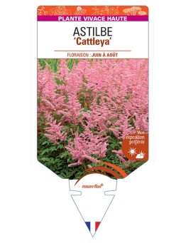 ASTILBE (arendsii-Hybride) Cattleya