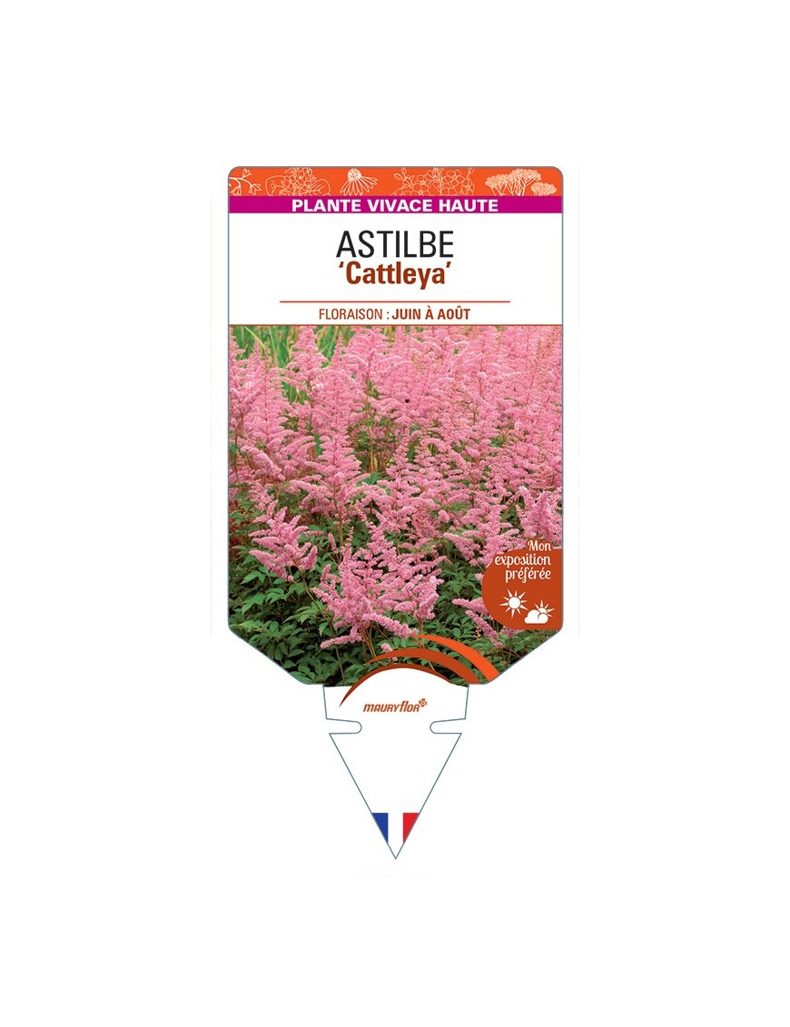 ASTILBE (arendsii-Hybride) Cattleya
