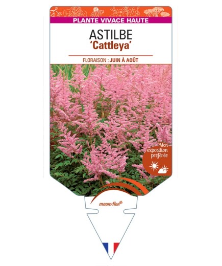 ASTILBE (arendsii-Hybride) Cattleya