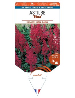 ASTILBE (arendsii-Hybride) Etna