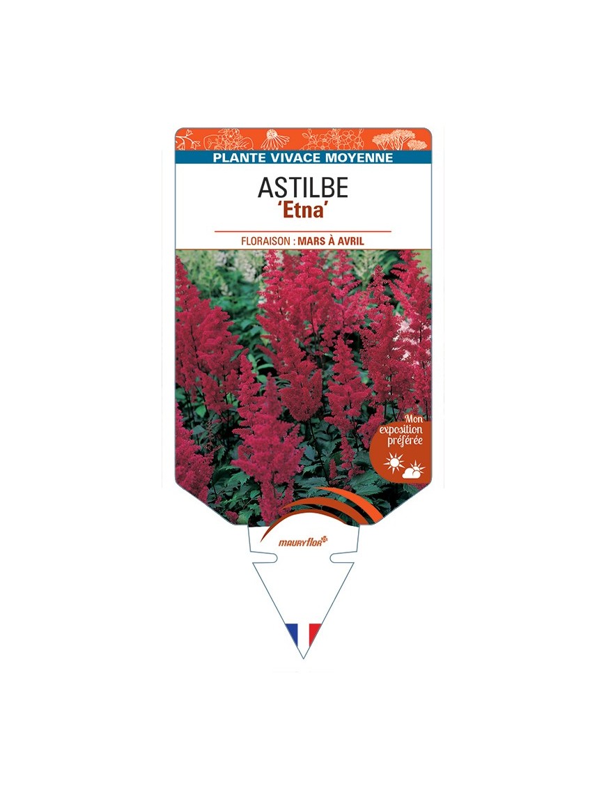 ASTILBE (arendsii-Hybride) Etna