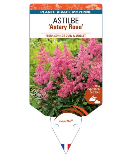 ASTILBE (arendsii) Astary (rose)