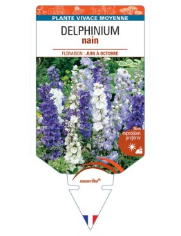 DELPHINIUM NAIN (varié) *