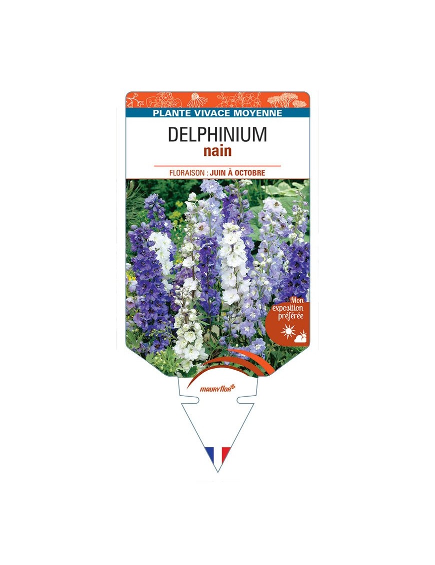 DELPHINIUM NAIN (varié) *