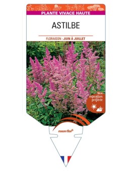 ASTILBE (lilas)
