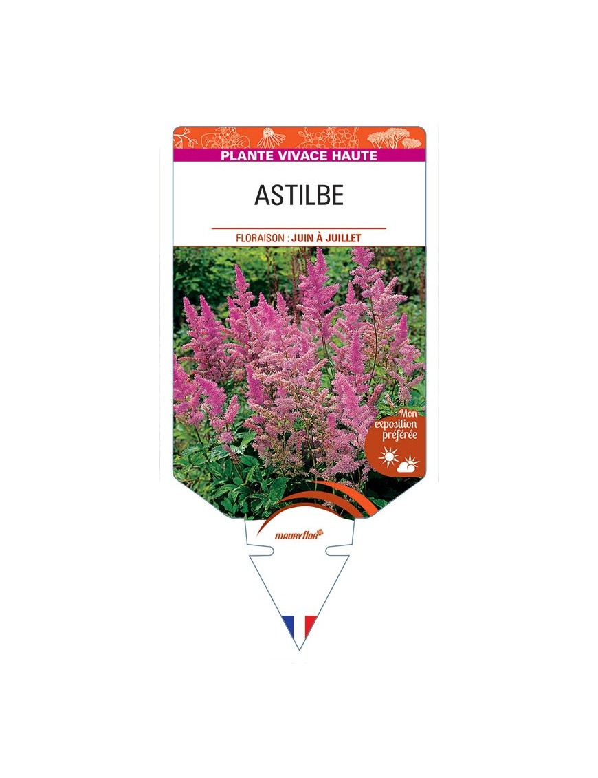 ASTILBE (lilas)