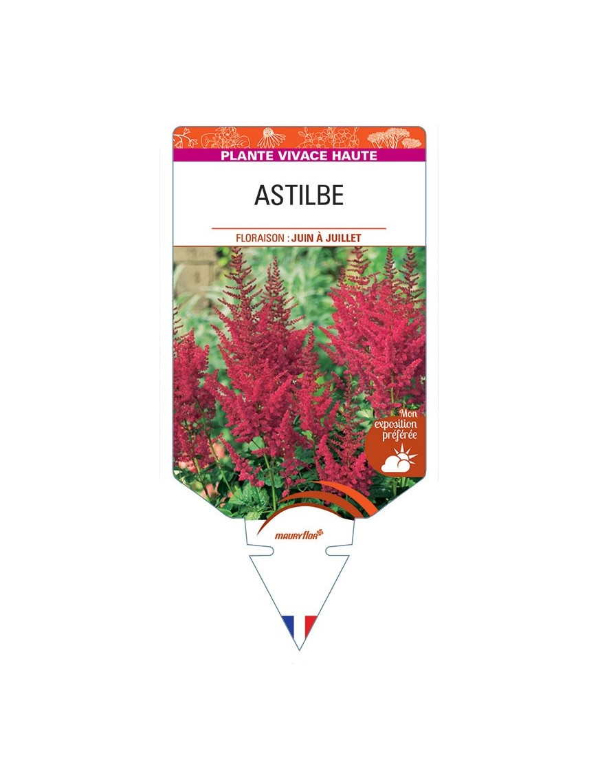 ASTILBE (rouge)