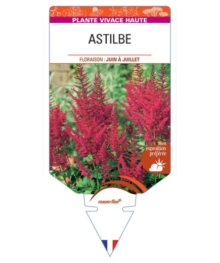 ASTILBE (rouge)
