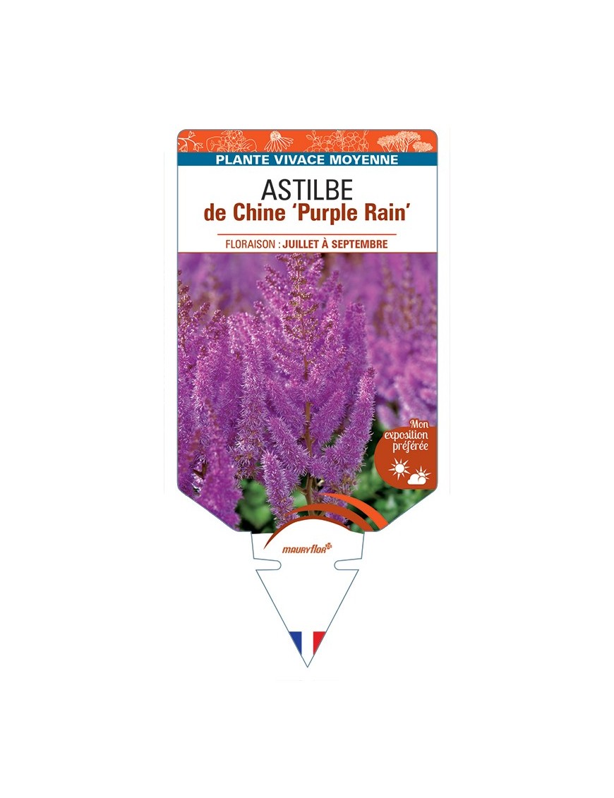 ASTILBE chinensis Purple Rain voir Astilbe de Chine