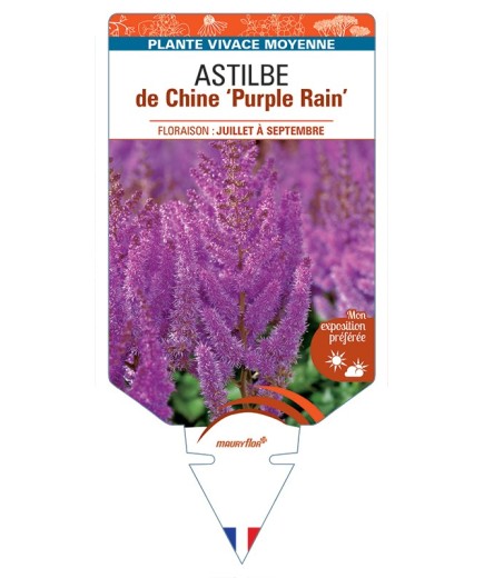 ASTILBE chinensis Purple Rain voir Astilbe de Chine
