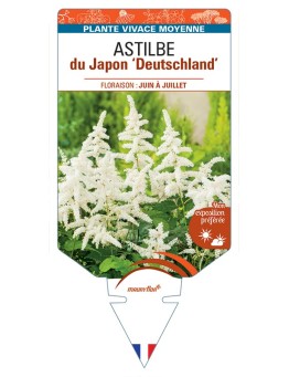 ASTILBE japonica hybride Deutschland voir Astilbe du Japon