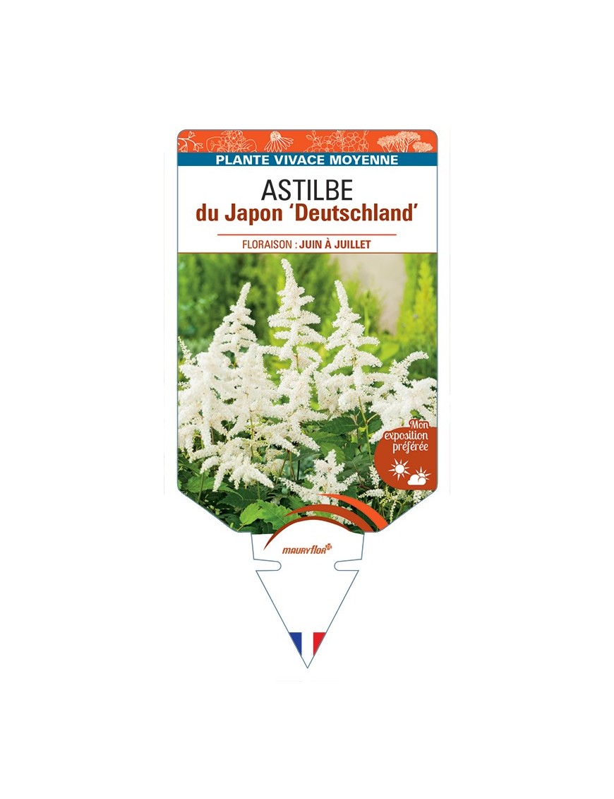 ASTILBE japonica hybride Deutschland voir Astilbe du Japon
