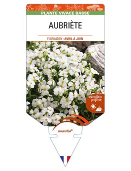 AUBRIETA (blanche)