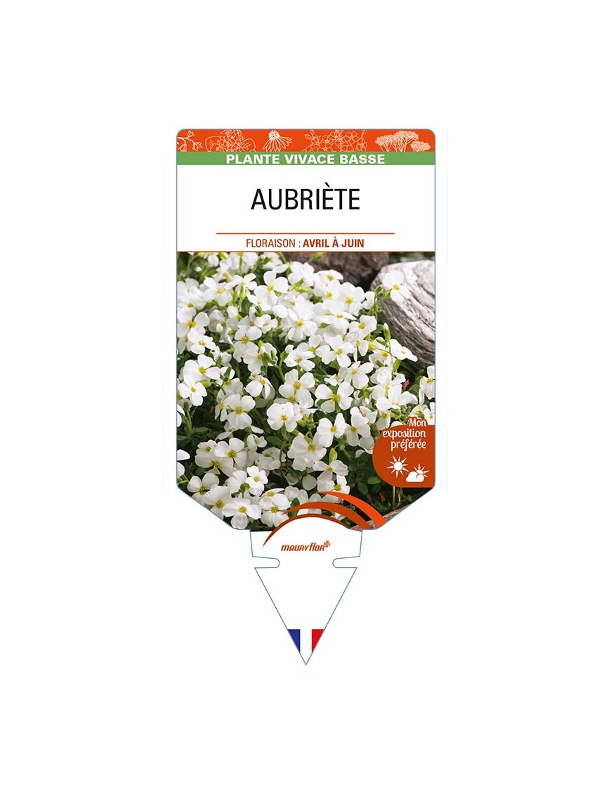 AUBRIETA (blanche)