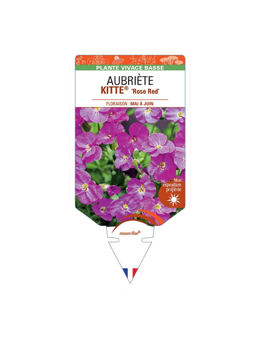 AUBRIETA (gracilis) KITTE® Rose Red