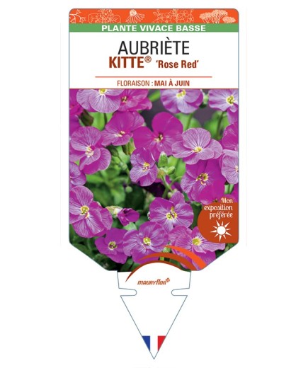 AUBRIETA (gracilis) KITTE® Rose Red