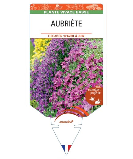AUBRIETA (varié)