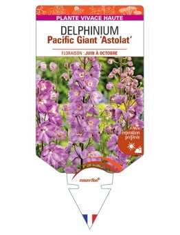 DELPHINIUM Pacific Giant 'Astolat' (rose) *
