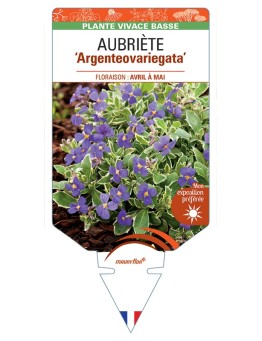 AUBRIETA Argenteovariegata