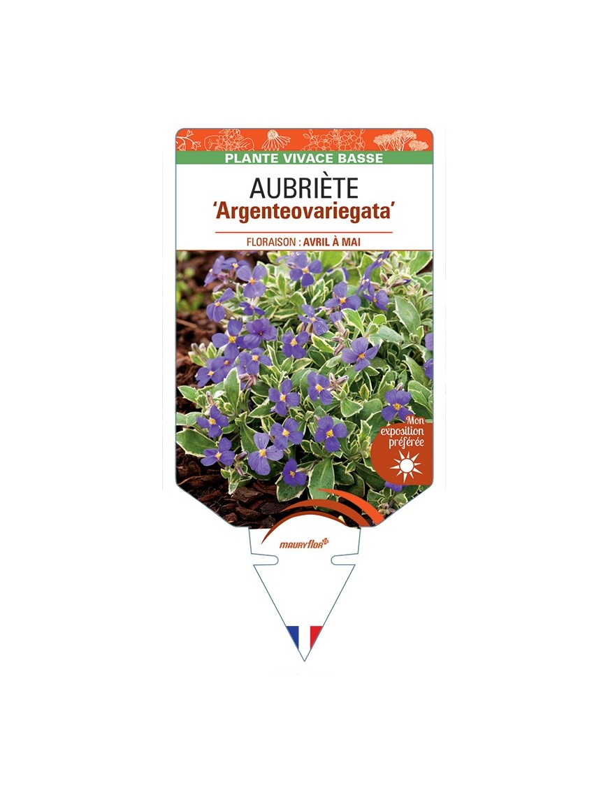 AUBRIETA Argenteovariegata