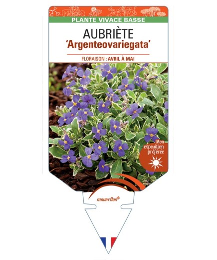 AUBRIETA Argenteovariegata