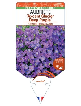AUBRIETA Axcent Glacier Deep Purple