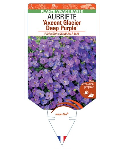 AUBRIETA Axcent Glacier Deep Purple