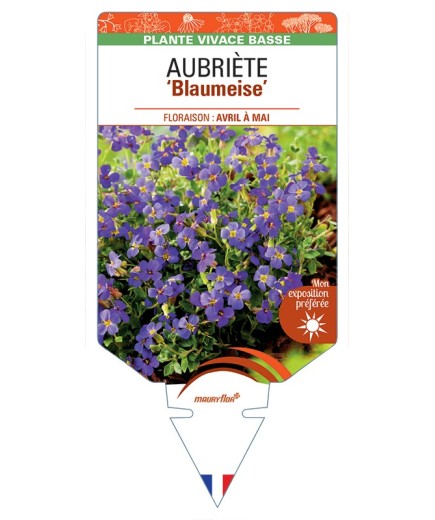 AUBRIETA Blaumeise