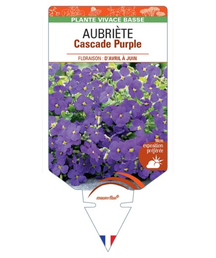 AUBRIETA Cascade Purple