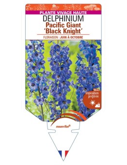 DELPHINIUM Pacific Giant 'Black Knight' (violet œil noir) *